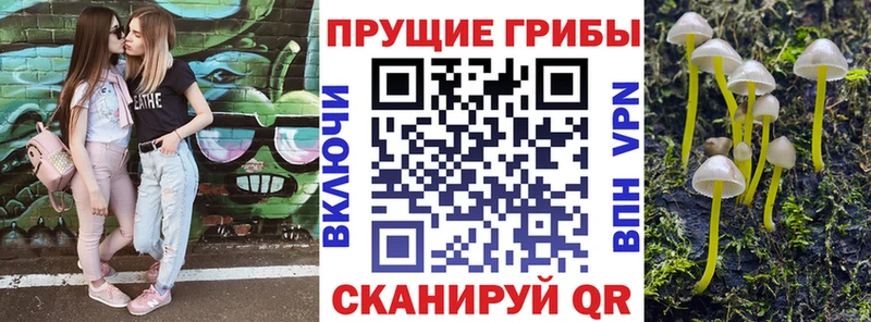 купить наркоту  кракен как зайти  Псилоцибиновые грибы мицелий  Котлас 